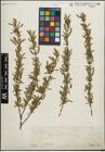 Foto von Salix purpurea L.